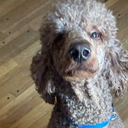 Timo’n - Poodle