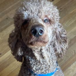 Timo’n - Poodle