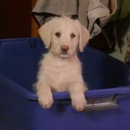 Labradoodle Puppies from Daisy's Labradoodles