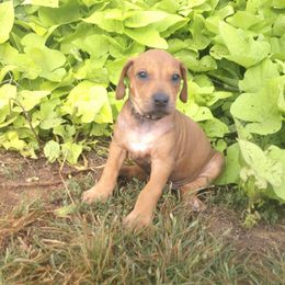 Leo - Rd whtn blk nose male Rhodesian Ridgeback puppy in Carney, Oklahoma from River Run Parson Russell terriers & River Run Ridgebacks
