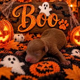 Boo - Red  female Poodle puppy in Southampton, New Jersey from Lavishly Loved Pets LLC