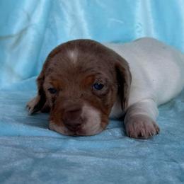 Lover boy - Dapple male Dachshund puppy in Hawley, Texas from Foxy’s Dachshunds & Toy Aussies