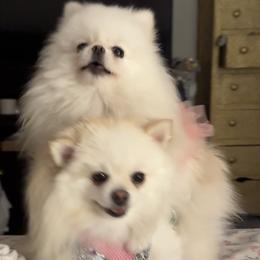 Pomeranian All Grown Up from Laura Velli