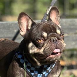 Reese’s - French Bulldog