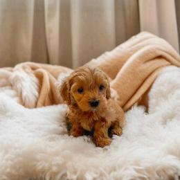 Arctic - Cafe au lait male Maltipoo puppy in St. George, Utah from Winchester Hills Poodles and Doodles