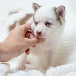 Chocolate Milk - Red and white female Pomsky puppy in Spring City, Pennsylvania from Pomsky Power Puppies