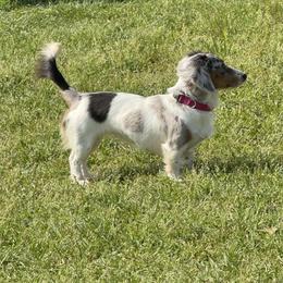 Daisy - Dachshund