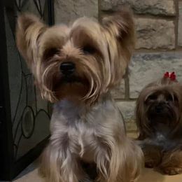 Yorkshire Terriers from Yorkie Tots