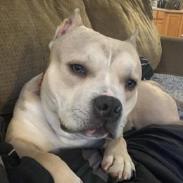 American Bullies from Alaska Rose Kennels