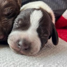 Revere - Liver roan male German Shorthaired Pointer puppy in Dugspur, Virginia from Pilgrims Trails Shorthairs
