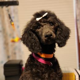"Fern - (The Northwoods Litter)" Poodle Puppies from Lucy's Standards