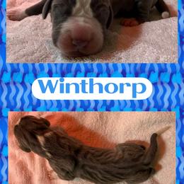 WINTHORP - Mantle male Great Dane puppy in Wellsville, New York from Prophecy Danes