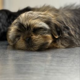 Tofu - Chocolate female Shih Tzu puppy in Selma, California from JAB