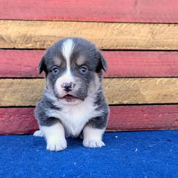 Jordan - Gray and white male American Corgi puppy in Shawnee, Oklahoma from Sunray Ranch