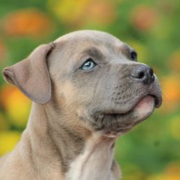 Brick - Blue fawn male American Pit Bull Terrier puppy in Macon, Georgia from Mythos K9s