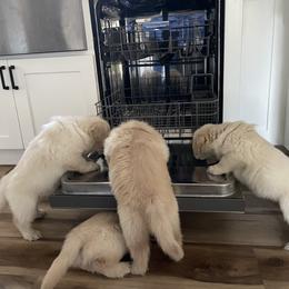 Golden Retriever Puppies from Clew Bay Golden Retrievers