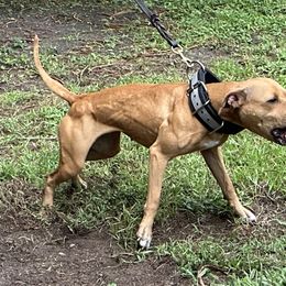 American Pit Bull Terrier All Grown Up from Paradigm Kennels