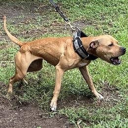 American Pit Bull Terrier All Grown Up from Paradigm Kennels