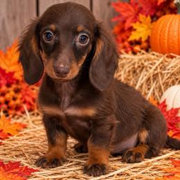 Sharon - Chocolate and tan female Dachshund puppy in Industry, Illinois from KDKs Kennels