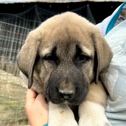 Gomez - Fawn male Anatolian Shepherd Dog puppy in Williamsburg, Kentucky from Three Little Birds Farm