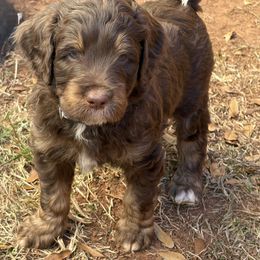 Australian Mountain Doodle Puppies from Sammi Sweet Doodles