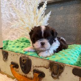 Sailor - Chocolate male Shih Tzu puppy in Success, Missouri from Sweet Success