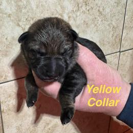 Yellow Collar - Sable female German Shepherd puppy in Willington, Connecticut from Wertvoll German Shepherds