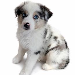 Clue - Blue merle male Australian Shepherd puppy in Richmond, Virginia from RVA Aussies