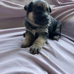 Elsie - Black and tan female German Shepherd puppy in Perkasie, Pennsylvania from Twila Ruth Herot