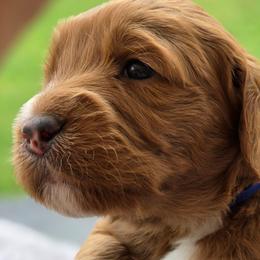 Cassiopea - dark blue collar - Cassie - Red  female Goldendoodle puppy in Phoenix, Arizona from Kerri's Goldendoodles