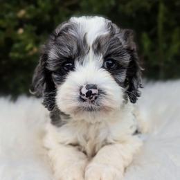Iris - Merle female Cockapoo puppy in Salt Lake City, Utah from Utah Cocker Spaniels