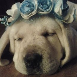 Labrador Retrievers from Peyton's Labradors