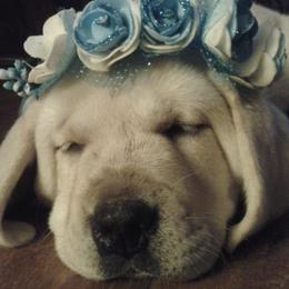 Labrador Retrievers from Peyton's Labradors