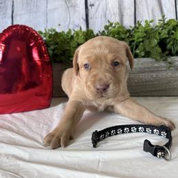 Black - Yellow female Labrador Retriever puppy in Newton Grove, North Carolina from Wayalife Labradors & Gsp’s