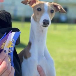 Zip - Italian Greyhound