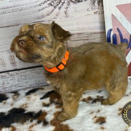 Miniature Schnauzer Puppies from Forever Schnauzers