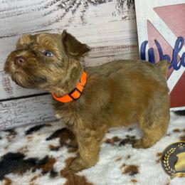Miniature Schnauzer Puppies from Forever Schnauzers