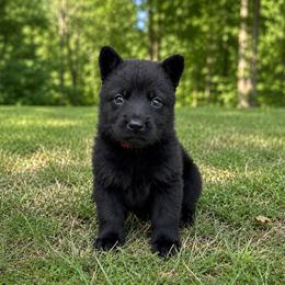 Pink Collar - Black female German Shepherd puppy in Casscoe, Arkansas from Crown H Shepherds