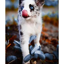 Border Collie and Maremma Sheepdog Puppies from 2J 2K Border Collies