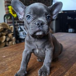 Ryder - Blue male French Bulldog puppy in Stroudsburg, Pennsylvania from Puppyville Pa Shih Tzu & frenchies