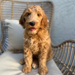 Theo - Apricot male Goldendoodle puppy in San Tan Valley, Arizona from Golden Haven
