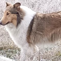 Collies from Honeycutt Hollow