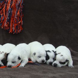 Australian Cattle Dogs and Colorado Mountain Dogs from Painted Canvas Farm