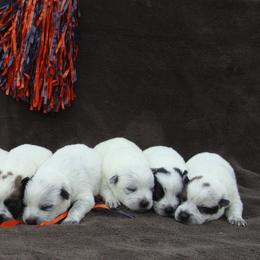 Australian Cattle Dogs and Colorado Mountain Dogs from Painted Canvas Farm