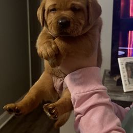 Girl 2 - Labrador Retriever puppy from Red White & True Labradors