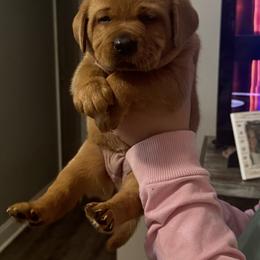 Girl 2 - Labrador Retriever puppy from Red White & True Labradors
