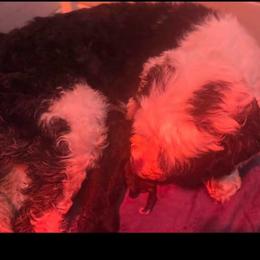 Sweetie - Sheepadoodle