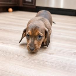 Maple AKC 3500 - Red female Dachshund puppy in Indian Trail, North Carolina from Hilda’s Teenie Weenies