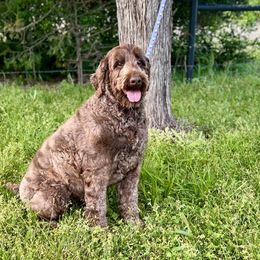 Ellie - Australian Labradoodle