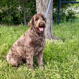Ellie - Australian Labradoodle